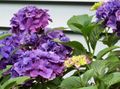 Foto Sträucher Hydrangea, Lacecap Topfblumen wächst und Merkmale