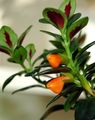 oranžový Pokojové květiny Hypocyrta, Zlatá Rybka Rostlina ampelnye charakteristiky, fotografie