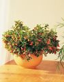 Photo  Hypocyrta, Goldfish Plant Indoor Plants, House Flowers growing and characteristics