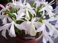 alb Plante de Interior, Flori de Casa Crocus Indian planta erbacee, Pleione caracteristici, fotografie