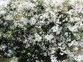 wit Huis Bloemen Jasmijn liaan, Jasminum karakteristieken, foto