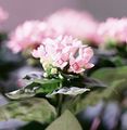 Foto Sträucher Jasmin Pflanze, Scharlachrot Trumpetilla Topfblumen wächst und Merkmale