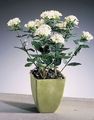 Photo Shrub Jasmine Plant, Scarlet Trumpetilla Indoor Plants, House Flowers growing and characteristics