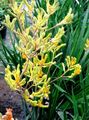 Foto Grasig Känguru-Tatze Topfblumen wächst und Merkmale
