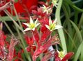 Foto Grasig Känguru-Tatze Topfblumen wächst und Merkmale