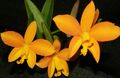 Photo Herbaceous Plant Laelia Indoor Plants, House Flowers growing and characteristics