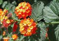 Foto Sträucher Lantana Topfblumen wächst und Merkmale