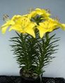 Photo Herbaceous Plant Lilium Indoor Plants, House Flowers growing and characteristics