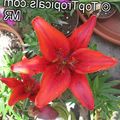 rød Indendørs Planter, Hus Blomster Lilium urteagtige plante egenskaber, Foto