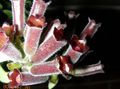 Foto Grasig Lippenstift-Anlage,  Topfblumen wächst und Merkmale