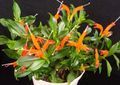 orange Indoor Plants, House Flowers Lipstick plant, , Aeschynanthus characteristics, Photo