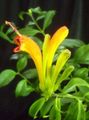 yellow Indoor Plants, House Flowers Lipstick plant, , Aeschynanthus characteristics, Photo