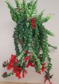 red Indoor Plants, House Flowers Lipstick plant, , Aeschynanthus characteristics, Photo