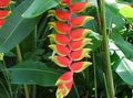 Photo Herbaceous Plant Lobster Claw,  Indoor Plants, House Flowers growing and characteristics
