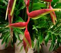 rouge des fleurs en pot Pince De Homard,  herbeux, Heliconia les caractéristiques, Photo