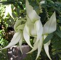 бял Интериорни цветове Омар Нокът, Папагал Клюн тревисто, Clianthus характеристики, снимка
