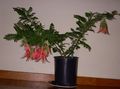 rouge des fleurs en pot Pince De Homard, Bec De Perroquet herbeux, Clianthus les caractéristiques, Photo