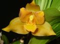 Photo Herbaceous Plant Lycaste Indoor Plants, House Flowers growing and characteristics
