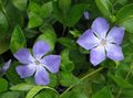 Photo Hanging Plant Madagascar Periwinkle, Vinca Indoor Plants, House Flowers growing and characteristics