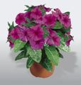 Photo Hanging Plant Madagascar Periwinkle, Vinca Indoor Plants, House Flowers growing and characteristics
