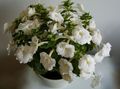 white Magic Flower, Nut Orchid hanging plant, Achimenes characteristics, Photo