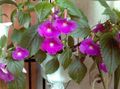 lilac Magic Flower, Nut Orchid hanging plant, Achimenes characteristics, Photo