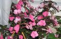 pink Magic Flower, Nut Orchid hanging plant, Achimenes characteristics, Photo