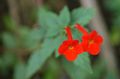 red Magic Flower, Nut Orchid hanging plant, Achimenes characteristics, Photo