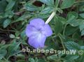 light blue Magic Flower, Nut Orchid hanging plant, Achimenes characteristics, Photo