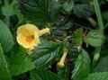 yellow Magic Flower, Nut Orchid hanging plant, Achimenes characteristics, Photo