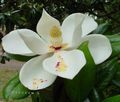 Photo Tree Magnolia Indoor Plants, House Flowers growing and characteristics