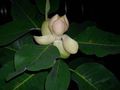 hvit Innendørs Planter, Huset Blomster Magnolia treet kjennetegn, Bilde