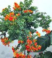 oranssi Sisäkukat Marmeladia Pensas, Oranssi Browallia, Firebush puut, Streptosolen ominaisuudet, kuva
