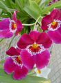 Photo Herbaceous Plant Miltonia Indoor Plants, House Flowers growing and characteristics