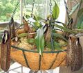 Photo Liana Monkey Bamboo Jug Indoor Plants, House Flowers growing and characteristics