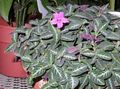 pink Indoor Plants, House Flowers Monkey Plant, Red ruellia characteristics, Photo