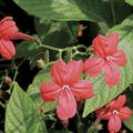 Foto Ampelen Monkey Pflanze, Rot Ruellia Topfblumen wächst und Merkmale