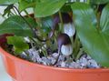бордовый Комнатные Растения, Домашние Цветы Аризарум (Мышиные хвостики) травянистые, Arisarum proboscideum характеристика, Фото