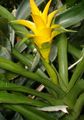 Foto Urteagtige Plante Nidularium Indendørs Planter, Hus Blomster voksende og egenskaber