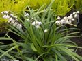 Photo Herbaceous Plant Ophiopogon Indoor Plants, House Flowers growing and characteristics