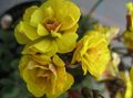 Foto Grasig Sauerklee Topfblumen wächst und Merkmale