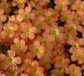 Foto Grasig Sauerklee Topfblumen wächst und Merkmale