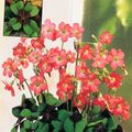 Photo Herbaceous Plant Oxalis Indoor Plants, House Flowers growing and characteristics