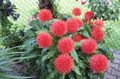 red Indoor Plants, House Flowers Paint Brush, Blood Lily, Sea Egg, Powder Puff herbaceous plant, Haemanthus characteristics, Photo