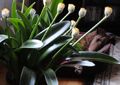 white Indoor Plants, House Flowers Paint Brush, Blood Lily, Sea Egg, Powder Puff herbaceous plant, Haemanthus characteristics, Photo