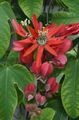 Photo Liana Passion flower  growing and characteristics