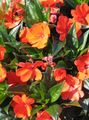 orange Indoor Plants, House Flowers Patience Plant, Balsam, Jewel Weed, Busy Lizzie, Impatiens characteristics, Photo