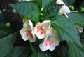 Foto Grasig Geduld Pflanze, Balsam, Juwel Unkraut, Busy Lizzie Topfblumen wächst und Merkmale