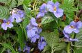 light blue Indoor Plants, House Flowers Patience Plant, Balsam, Jewel Weed, Busy Lizzie, Impatiens characteristics, Photo