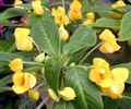 yellow Indoor Plants, House Flowers Patience Plant, Balsam, Jewel Weed, Busy Lizzie, Impatiens characteristics, Photo